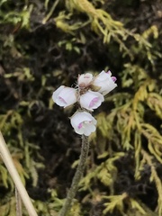 Veronica californica