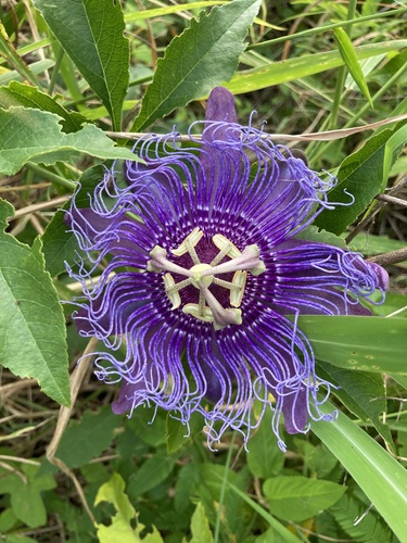 Passiflora incarnata × cincinnata