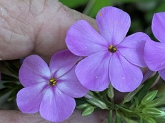 Phlox glaberrima
