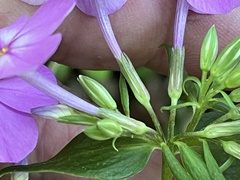 Phlox glaberrima
