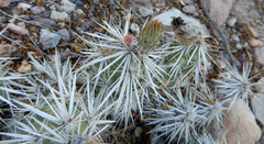 Grusonia clavata