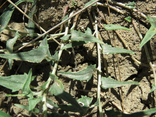 Image of Malvella sagittifolia by (c) Alexis López Hernández, some rights reserved (CC BY)