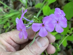 Phlox glaberrima