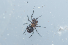 Microdipoena jobi