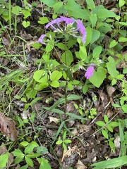 Phlox glaberrima