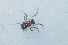 Microdipoena jobi