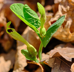 Aristolochia lutea