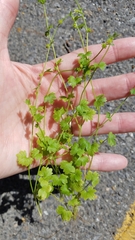 Ranunculus platensis