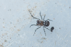 Microdipoena jobi