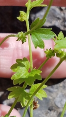 Ranunculus platensis