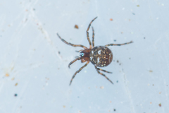Microdipoena jobi