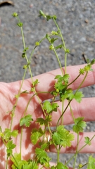 Ranunculus platensis