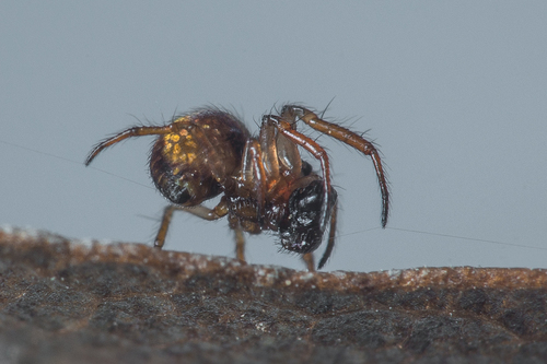 Common Eastern Ray Spider