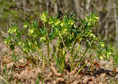 Helleborus multifidus istriacus
