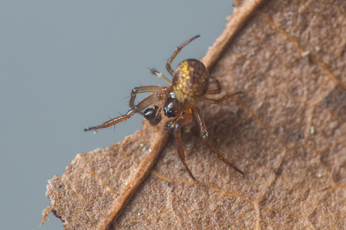 Common Eastern Ray Spider