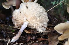 Armillaria hinnulea