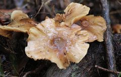 Armillaria hinnulea