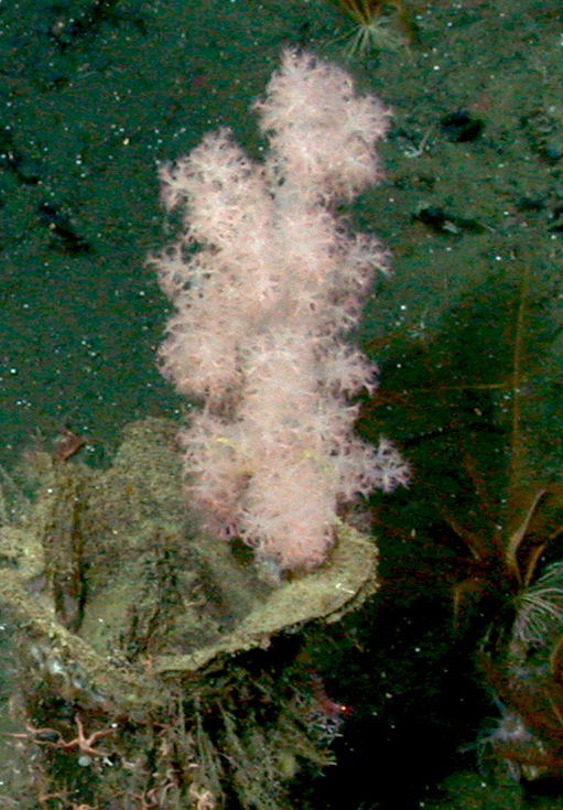 Deep Sea Carnation Coral