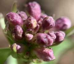 Valeriana arizonica