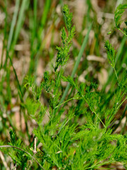 Asparagus tenuifolius