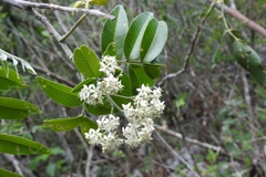 Rhus vestita