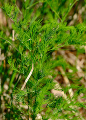 Asparagus tenuifolius