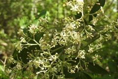 Rhus vestita