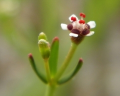 Euphorbia polyphylla
