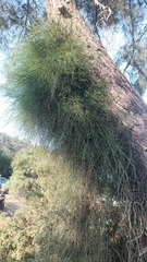 Ephedra foeminea