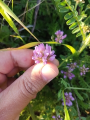 Astragalus echinatus