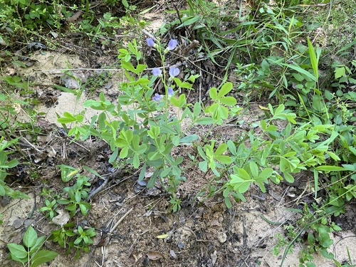Baptisia australis var. australis