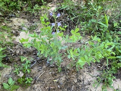 Baptisia australis australis
