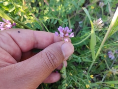 Astragalus echinatus