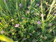 Astragalus echinatus