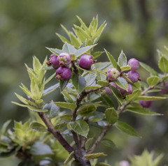 Gaultheria phillyreifolia