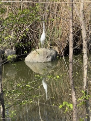 Ardea alba