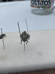 Pardalophora apiculata