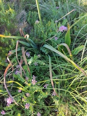 Astragalus echinatus