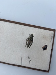 Pardalophora apiculata