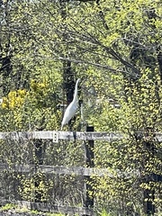Ardea alba