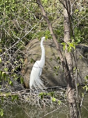 Ardea alba