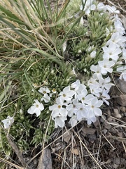 Phlox missoulensis
