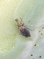 Agaveocoris agavis