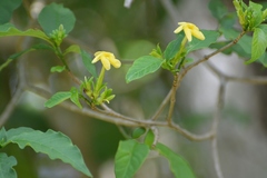 Tabernaemontana hannae