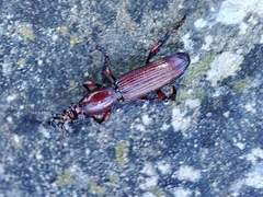 Amorphocephala coronata