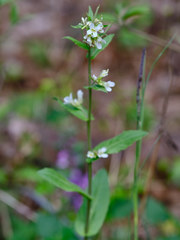 Pseudoturritis turrita