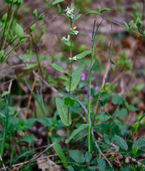Pseudoturritis turrita