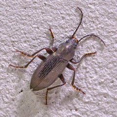Stenomax aeneus