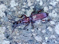 Amorphocephala coronata