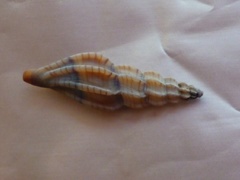 Mangelia attenuata